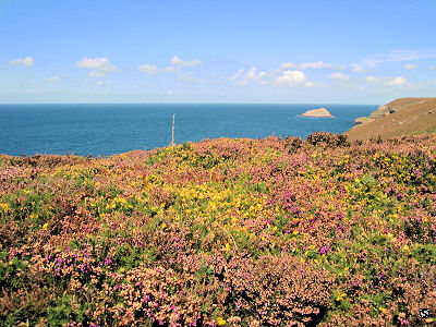 Heide und Ginster am Cap Frhel